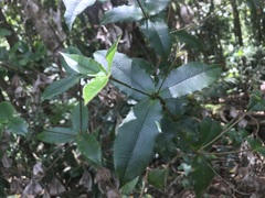 Alyxia ilicifolia