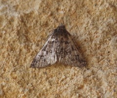 Paleacrita vernata
