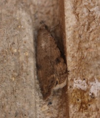 Micrathetis triplex
