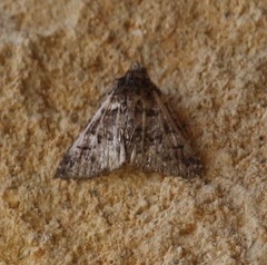 Paleacrita vernata