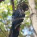 Kangaroo Island Glossy Black Cockatoo - Photo (c) Josh Magro, some rights reserved (CC BY-NC), uploaded by Josh Magro