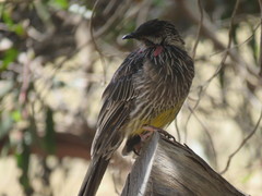 Anthochaera carunculata clelandi