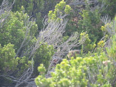 Stipiturus malachurus halmaturinus