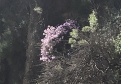 Linanthus californicus