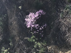 Linanthus californicus
