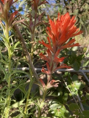 Castilleja affinis affinis