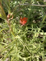 Castilleja affinis affinis