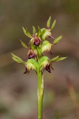 Genoplesium ciliatum