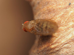 Drosophila tripunctata