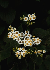 Schistocarpha longiligula