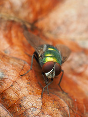 Lucilia illustris