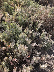 Atriplex barclayana