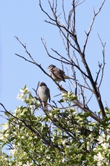 Zonotrichia leucophrys