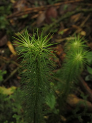 Phlegmariurus hippurideus