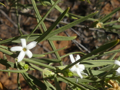 Jasminum didymum