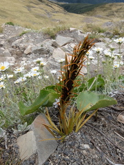 Aciphylla crenulata