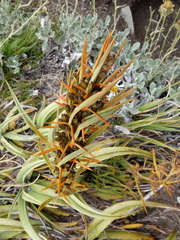 Aciphylla crenulata