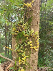 Bulbophyllum scaberulum
