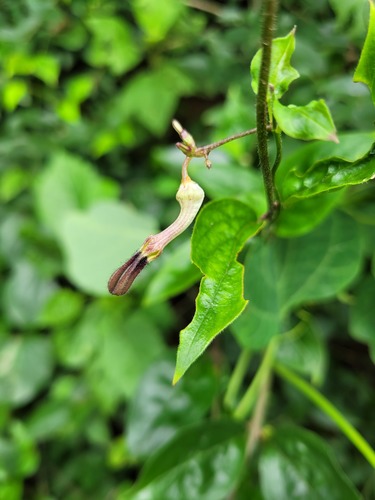 Ceropegia purpurascens