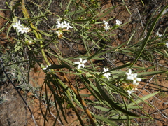 Jasminum didymum