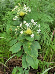 Clerodendrum tanganyikense