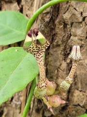 Ceropegia nilotica