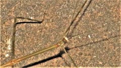 Bactricia bituberculata