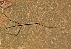 Bactricia bituberculata