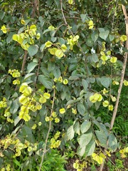 Combretum gossweileri