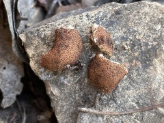 Balsamia