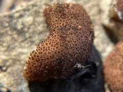 Balsamia