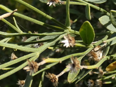 Baccharis angustifolia