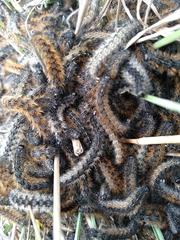 Ocnogyna clathrata