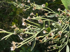 Baccharis angustifolia