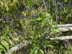 Baccharis angustifolia