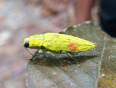 Chrysodema pyrostictica