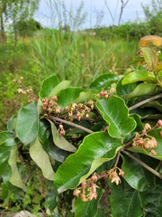 Tacazzea apiculata