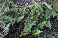 Asplenium lyallii