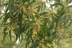 Acacia crassicarpa