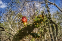 Opuntia inaperta