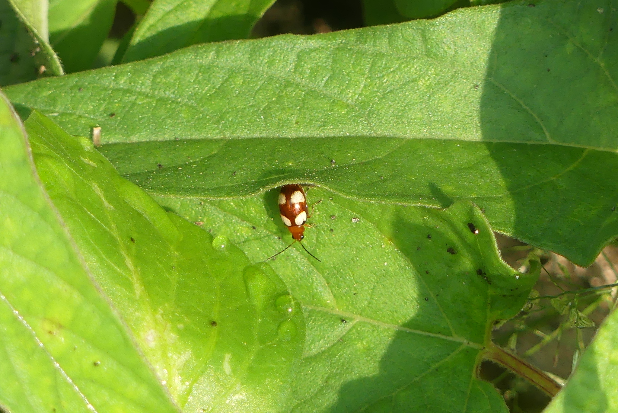 Monolepta signata (Olivier, 1808)