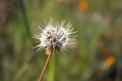 Microseris douglasii