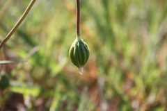 Microseris douglasii
