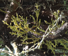 Arceuthobium tsugense tsugense