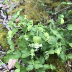 Silene campanulata