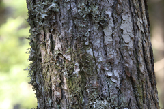 Arceuthobium tsugense tsugense