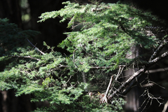 Arceuthobium tsugense tsugense