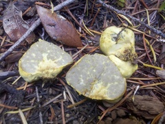 Truncocolumella citrina