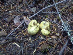 Truncocolumella citrina