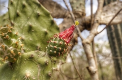 Opuntia inaperta